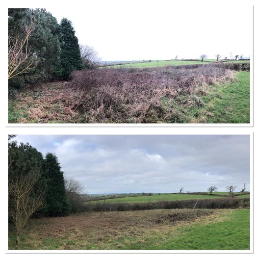 Cornish Trees & Gardens Ltd business image in Liskeard, Cornwall